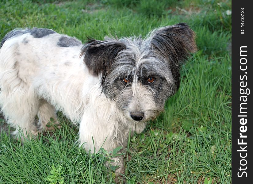 White shaggy stray dog on a green grass