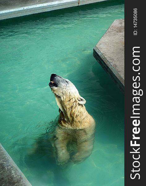 Polar bear seemingly singing in water at the zoo. Polar bear seemingly singing in water at the zoo
