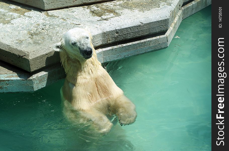 Polar bear leaning back like tanning in the water at the zoo. Polar bear leaning back like tanning in the water at the zoo