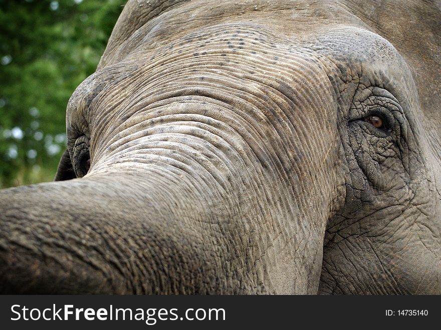 Close-up portrait of an Elephant's head and trump. Close-up portrait of an Elephant's head and trump