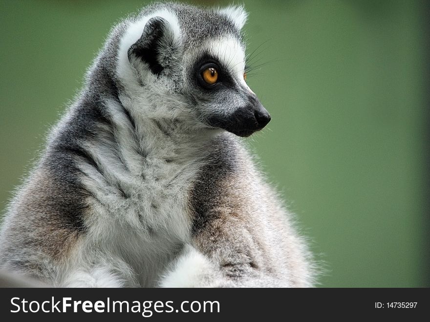 Close-up portrait of a lemur isolated over green blurred background. Close-up portrait of a lemur isolated over green blurred background