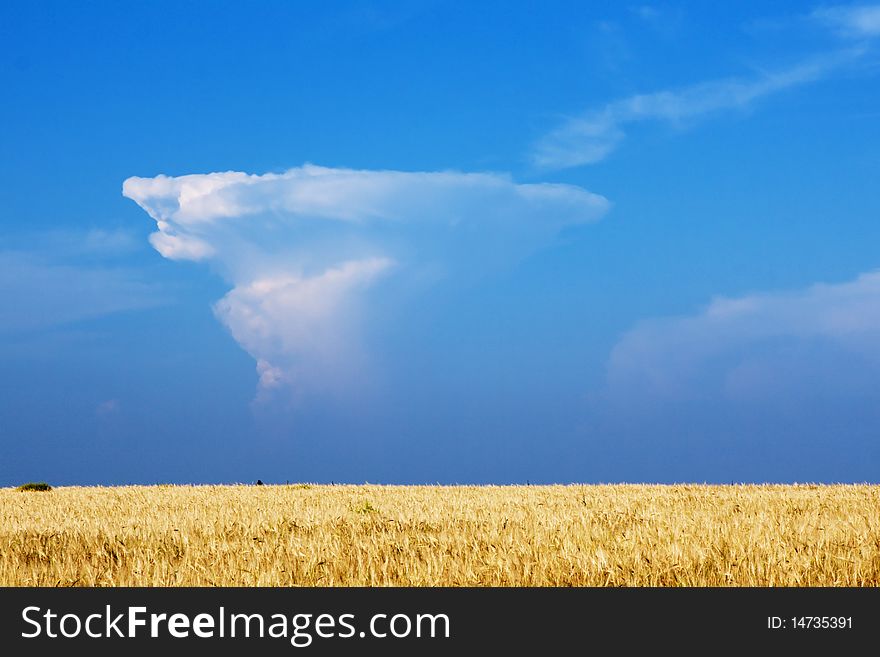 Wheat field with beautiful cloudscape