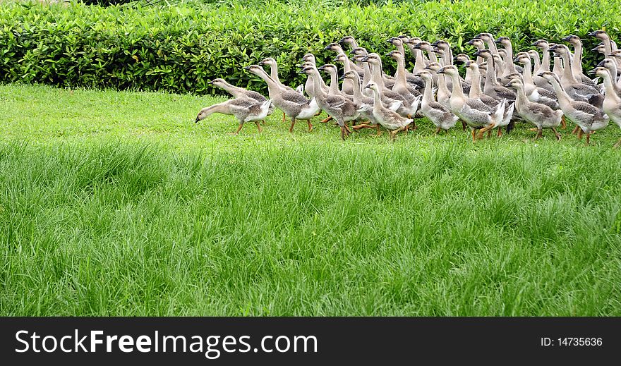 A group of goose on garden ,with grass