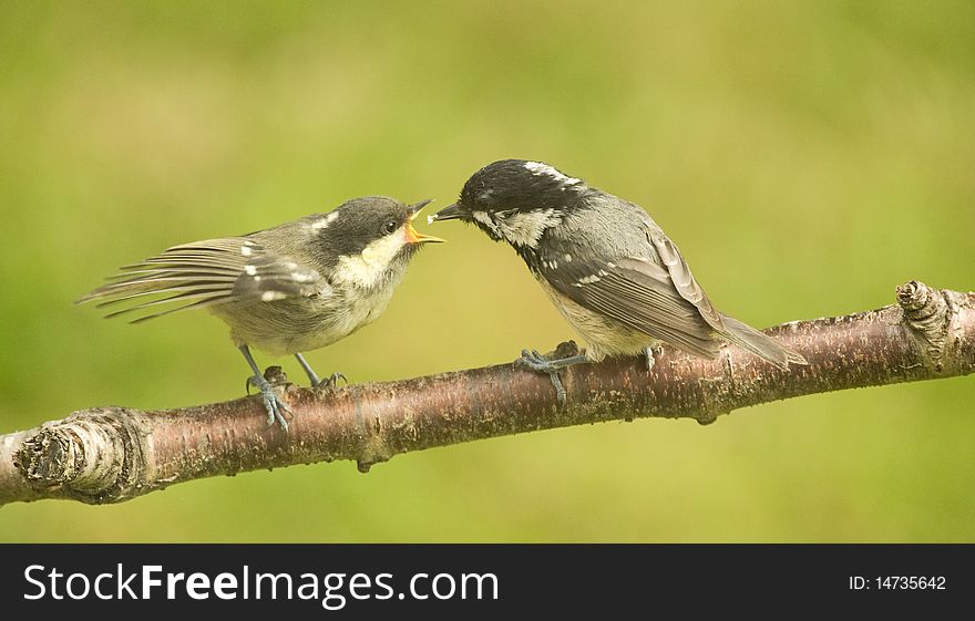 An image of a parent coal tit, Periparus ater, feeding its fledgling ' open mouthed 'on the branch of a tree. An image of a parent coal tit, Periparus ater, feeding its fledgling ' open mouthed 'on the branch of a tree.