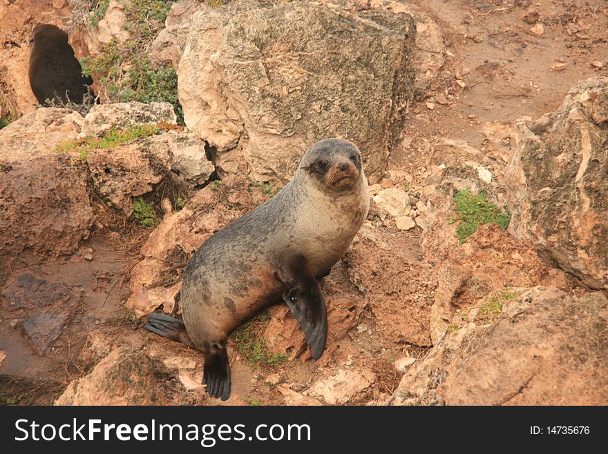 Picture of a seal on rocks