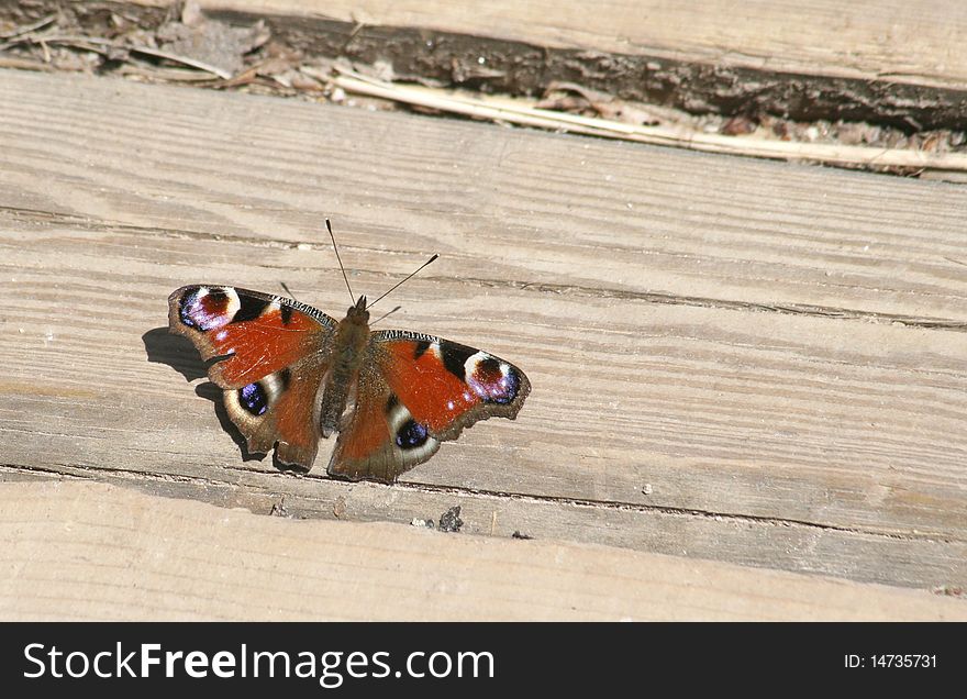 Peacock Butterfly