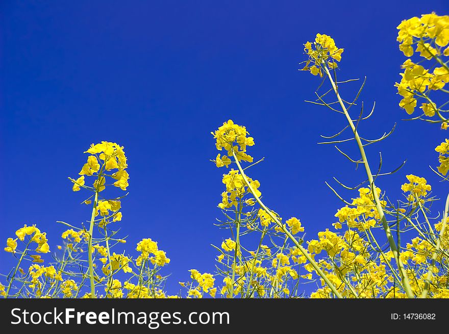 Yellow flowers and blue sky.