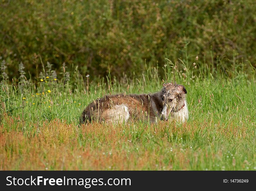 Russian borzoi wolfhound lying in the sunshine after a swim