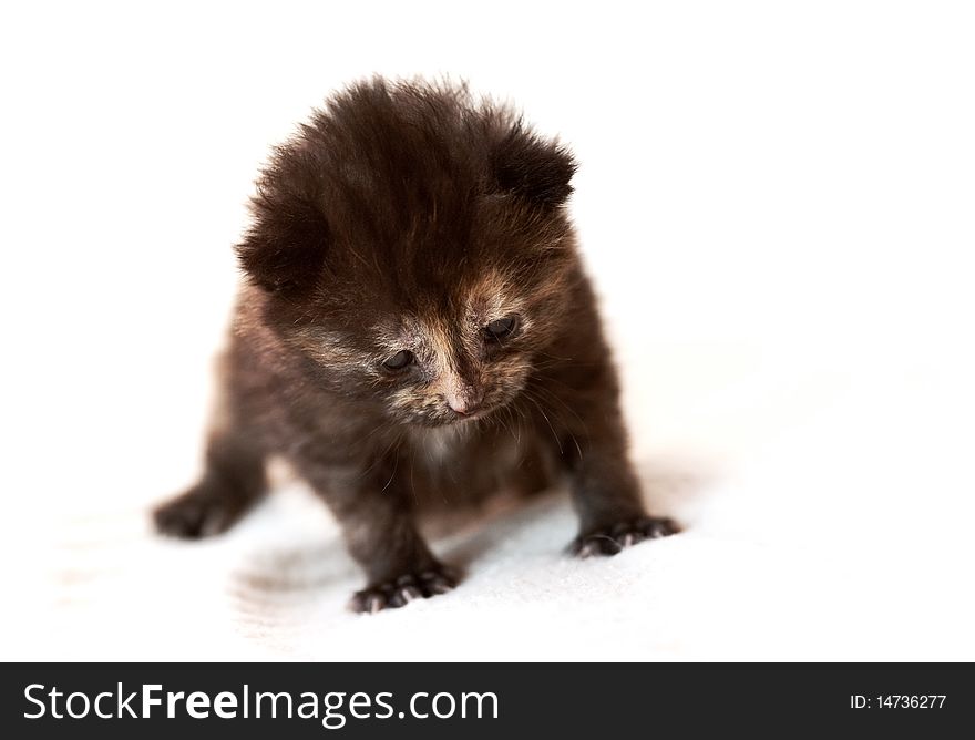 Very young kitten crawling on a white background