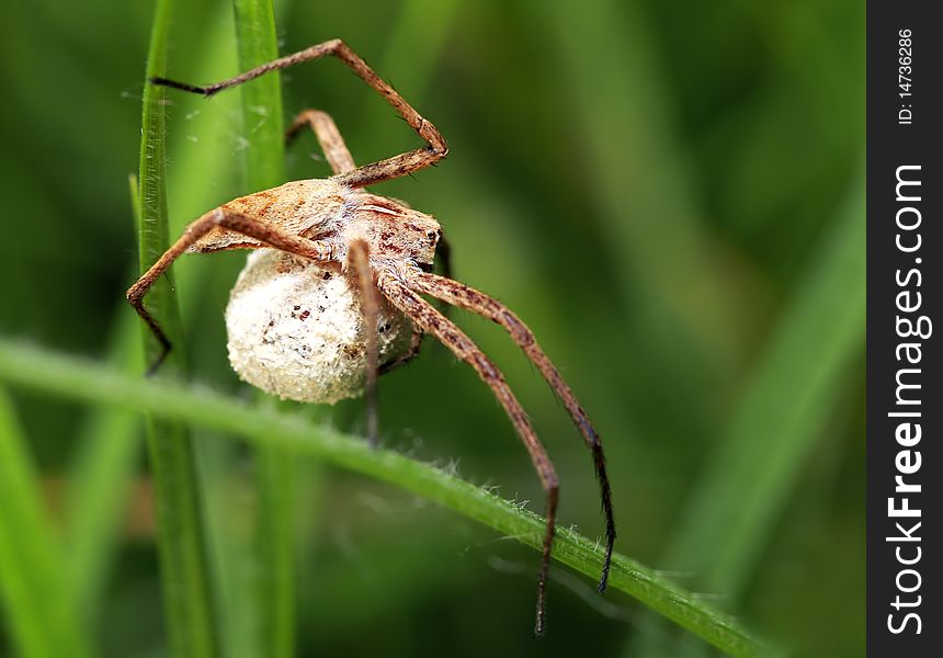 Macro spider (Pisaura mirabilis) of profile on leaf protecting its cocoon