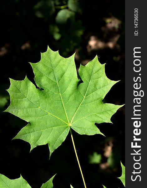 Leaves of a tree a maple in wood in a sunlight. Leaves of a tree a maple in wood in a sunlight