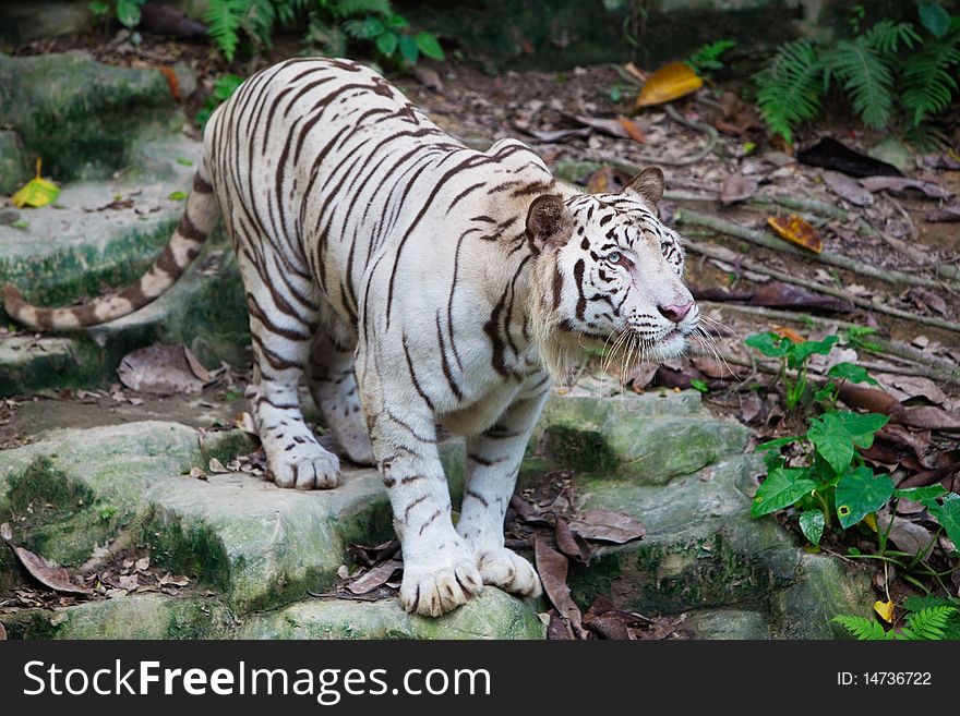 A white tiger stands on rock in zoo.