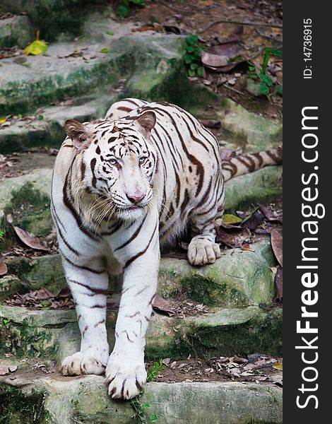 A white tiger is walking on rock in zoo. A white tiger is walking on rock in zoo.