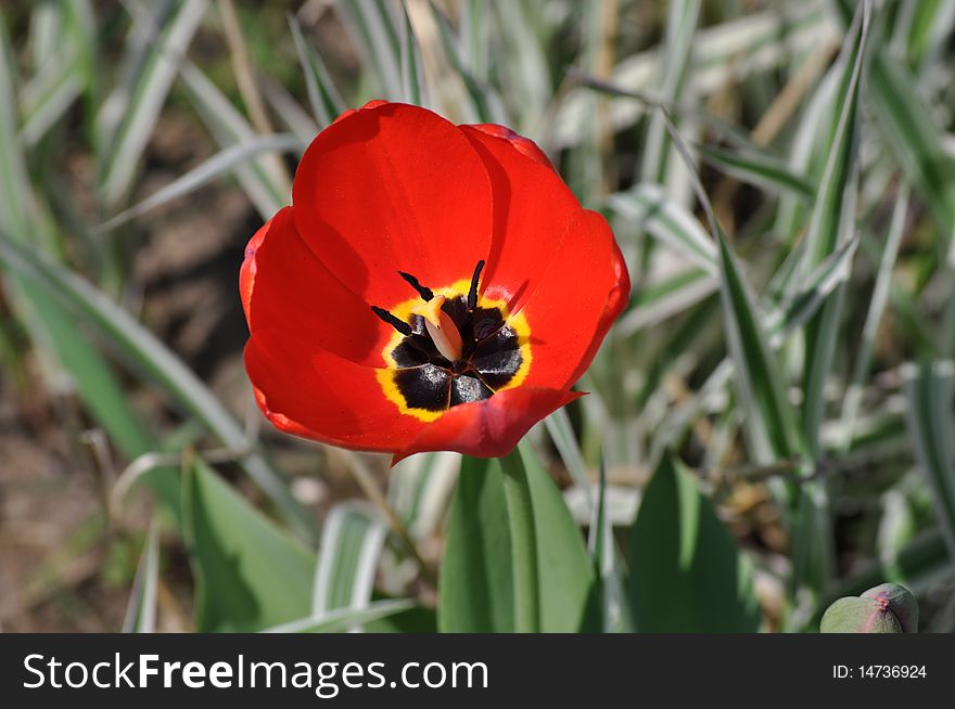 Photo where tulip is represented