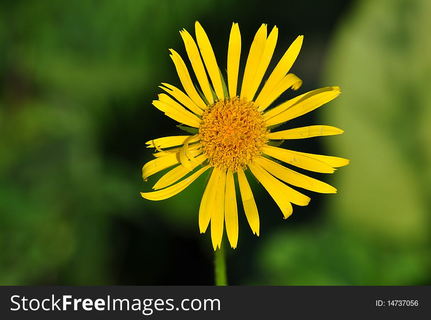 Photo where yellow camomile is represented