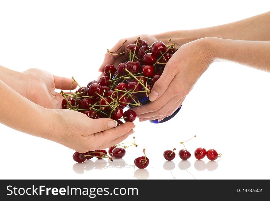Lot of sweet cherries in girl's hands. Lot of sweet cherries in girl's hands