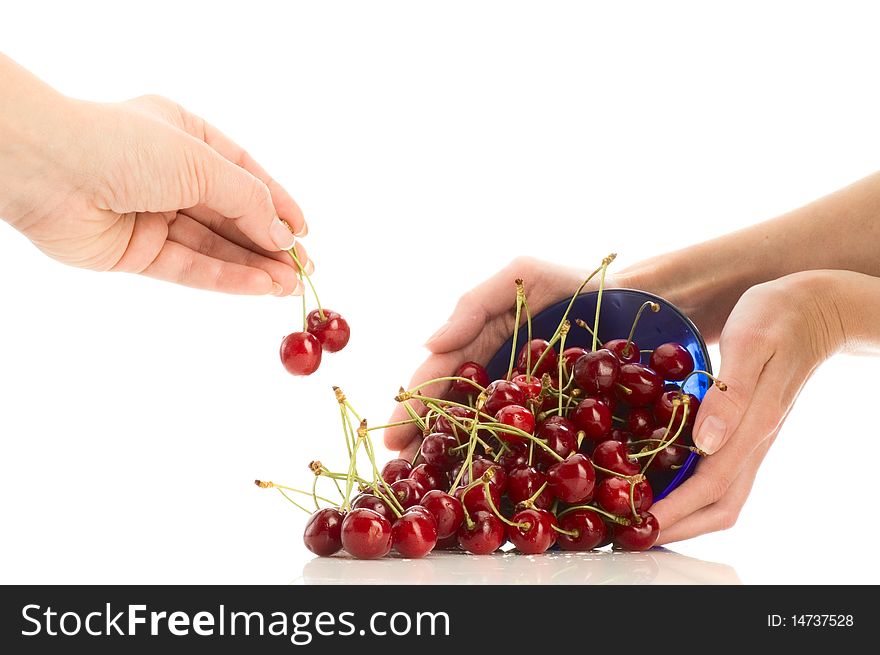 Lot of sweet cherries in girl's hands. Lot of sweet cherries in girl's hands