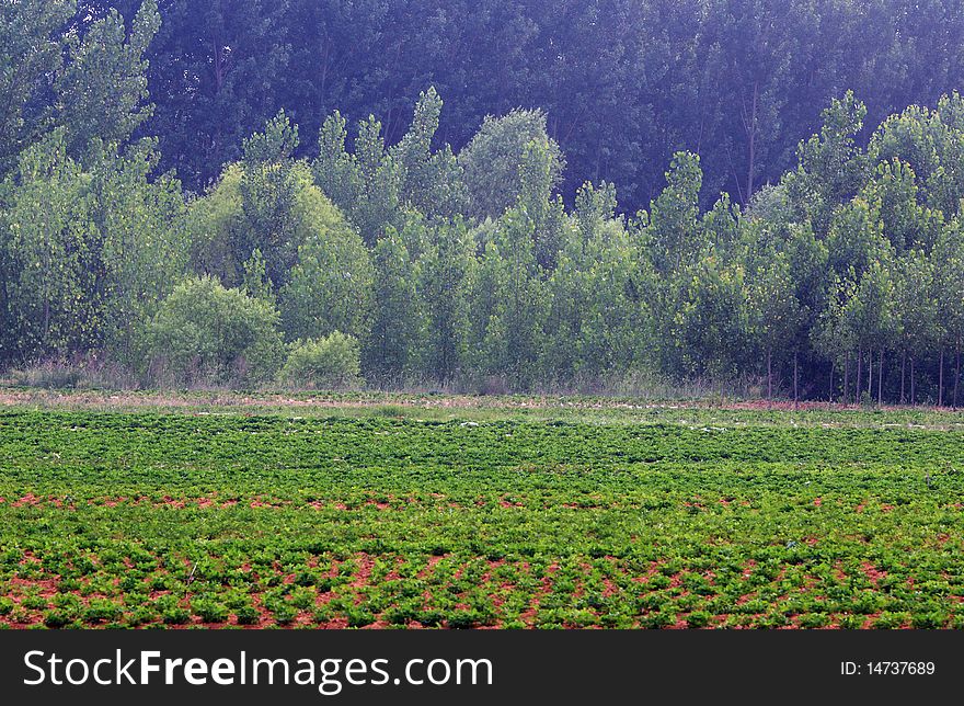 Fields and poplar woods in summer.