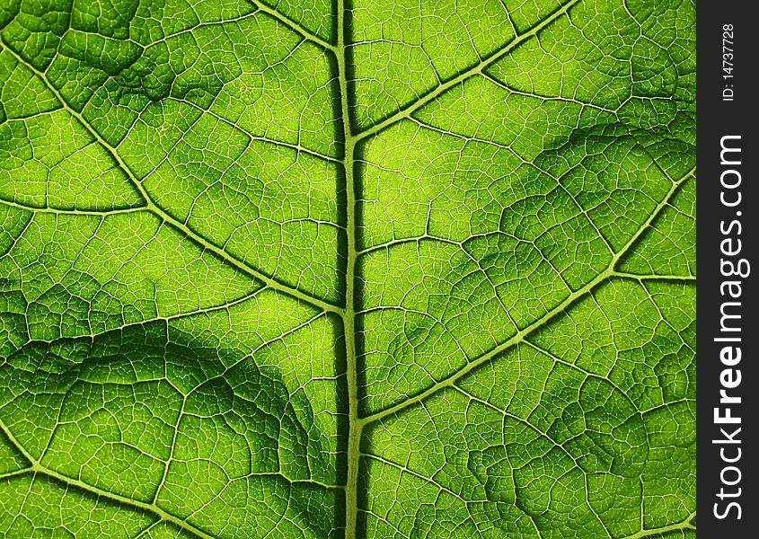 Green big leaf of a plant in the solar summer day