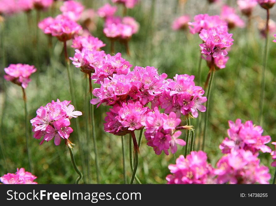 Small pink spring flowers blooming in a garden. Small pink spring flowers blooming in a garden