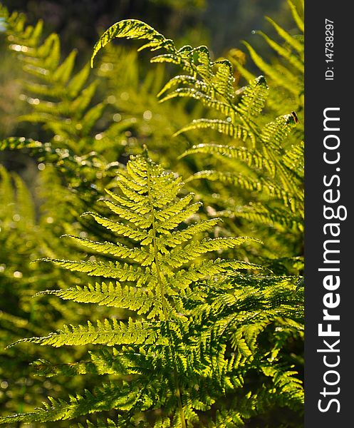 Fresh green closeup leafs - Nephrodium filis - mas species. Fresh green closeup leafs - Nephrodium filis - mas species