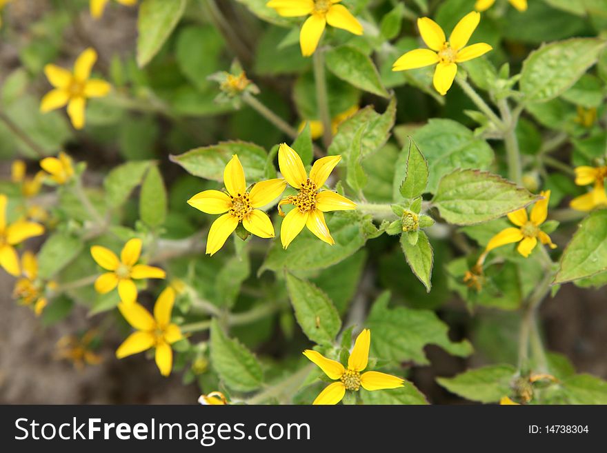 Small spring yellow flowers blooming in close up