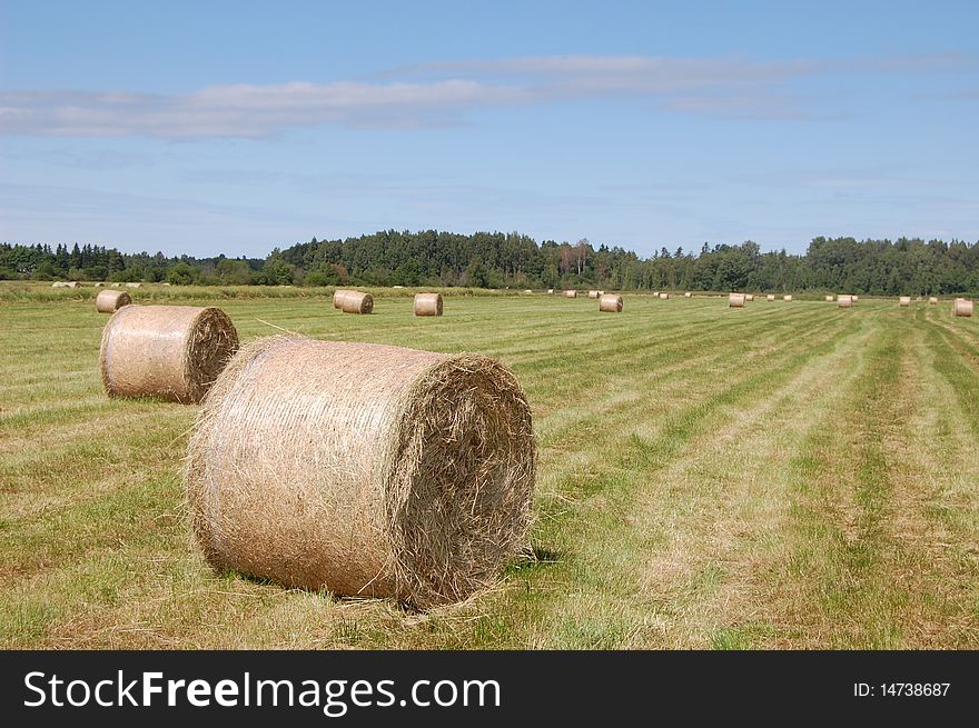 Hay bales in the front of landscape. Hay bales in the front of landscape.