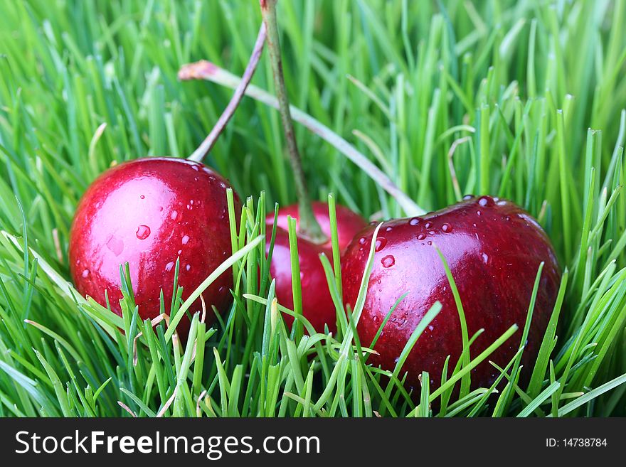 Red cherries the waters covered with drops on a green grass.