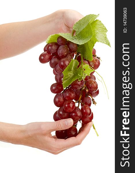 Grape in hand isolated