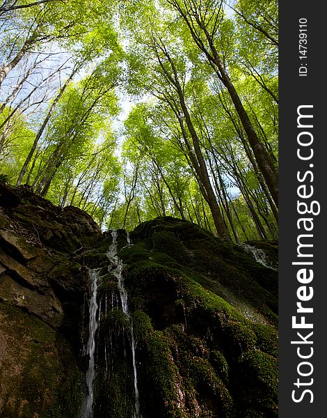 Waterfall In Beech Forest