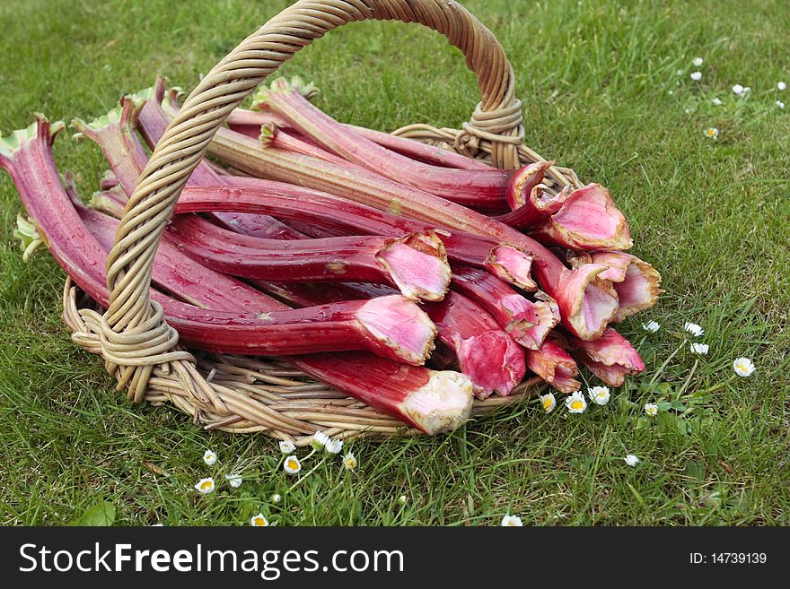 Fresh rhubarb shoots closeup on basket. Fresh rhubarb shoots closeup on basket