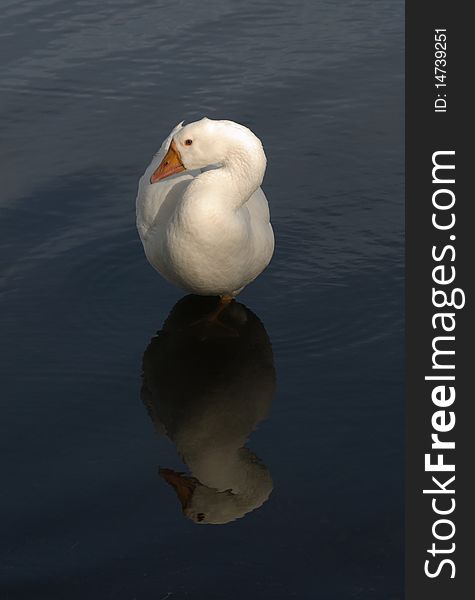 A white goose sitting in a pond reflecting its image. A white goose sitting in a pond reflecting its image.