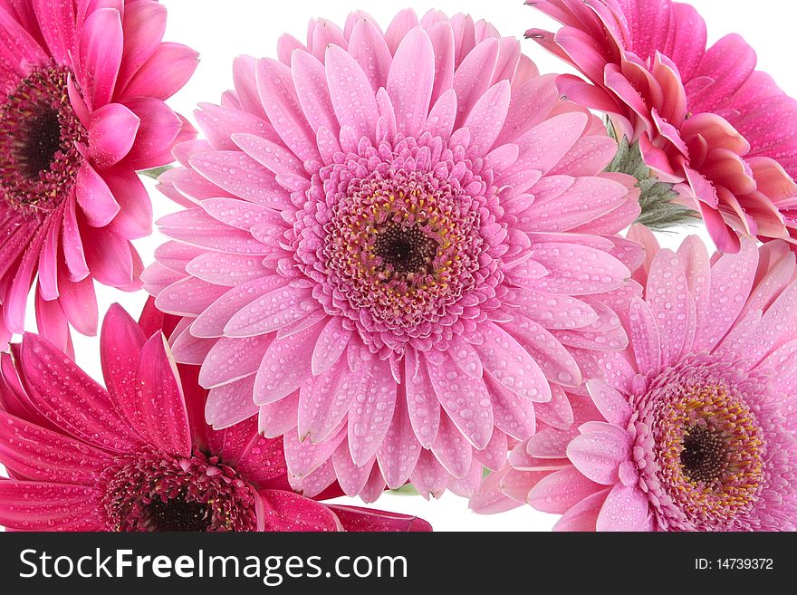 Pink Gerbera flowers isolated on white background. Pink Gerbera flowers isolated on white background