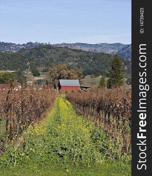 A red barn behind mustard plants and grape vines in Napa Valley California in the winter. A red barn behind mustard plants and grape vines in Napa Valley California in the winter.