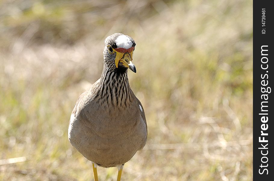 Crowned lapwing with a brown background