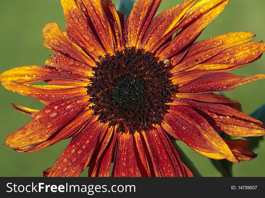 Sunflower Stem Bloom