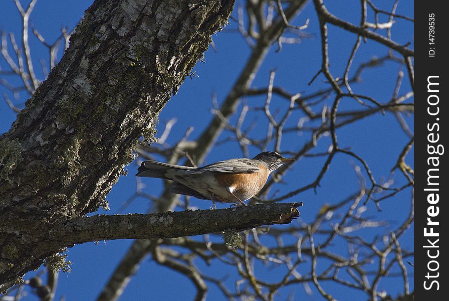 Oriole on Tree