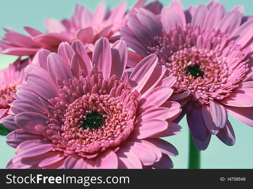 Pink  Gerbera flower over blue