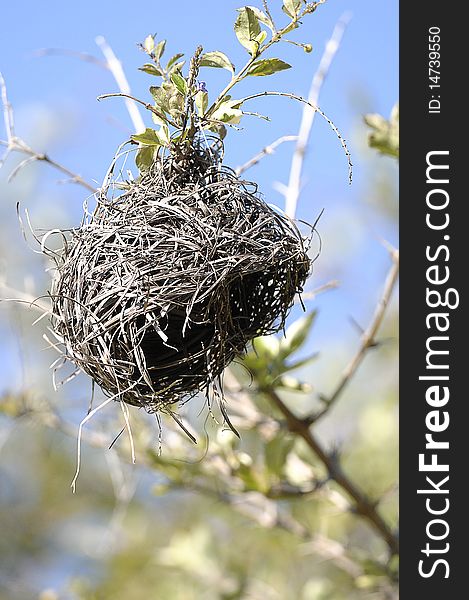 A bird nest high up in  a tree