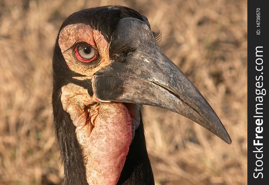 A young ground hornbill in the Kruger National Park. August 2006. A young ground hornbill in the Kruger National Park. August 2006