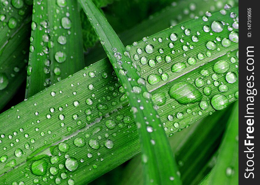 Dew drops on the leaves. lily leaves after the rain. close up