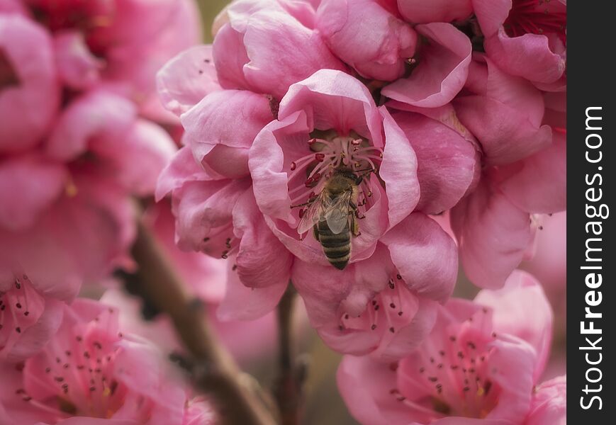 Honey Bee In Blooming Pink Flower. Interior Foto