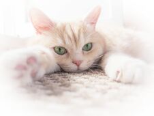 Free Beautiful Cream Cat Lies On The Floor, Close-up Royalty Free Stock Photo - 147321345