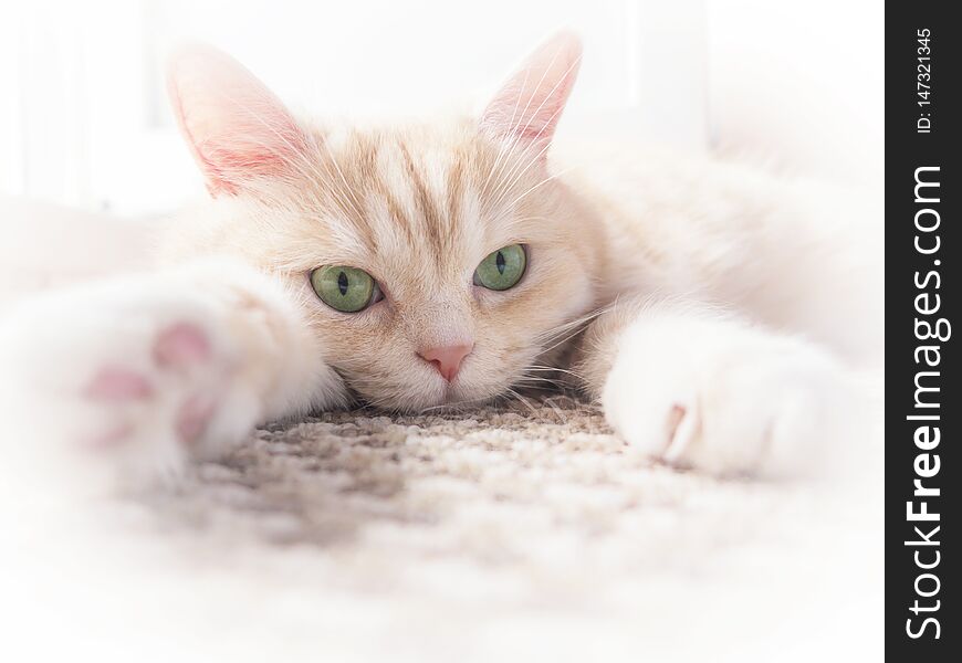 Beautiful cream cat lies on the floor, close-up.