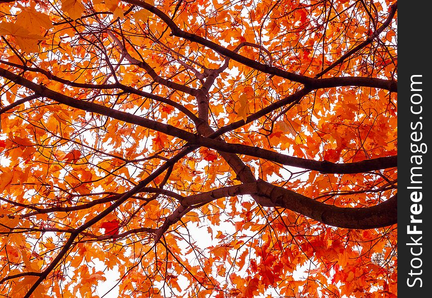 Beautiful autumn landscape. Crown yellow-orange maple sunny day. Background Texture.