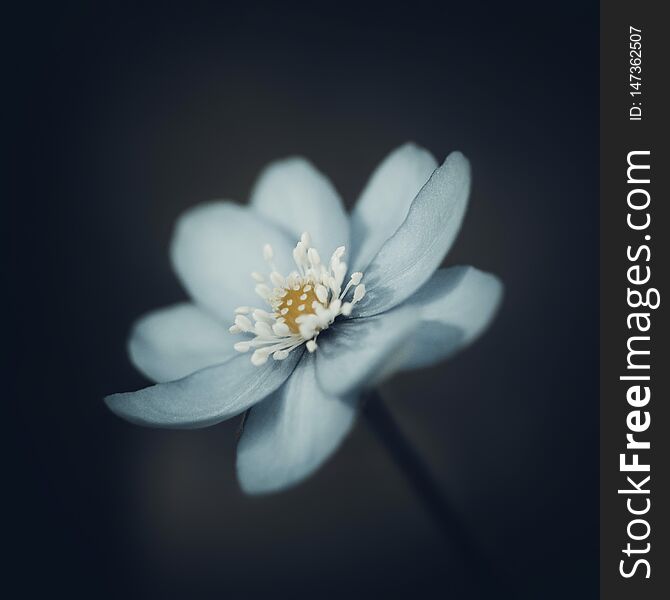 Blue hepatica on a dark black blurred background. Spring flower with white stamens. Macro close-up, side view.
