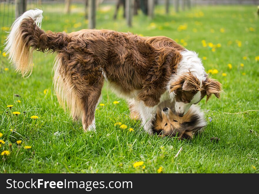 Two red collie dogs are played on the green lawn. Two red collie dogs are played on the green lawn