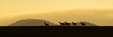 Panoramic Scenery Of Red Deer Herd Walking On A Horizon At Sunrise. Stock Images