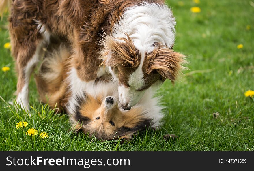 Two beautiful collie dogs are played on green grass
