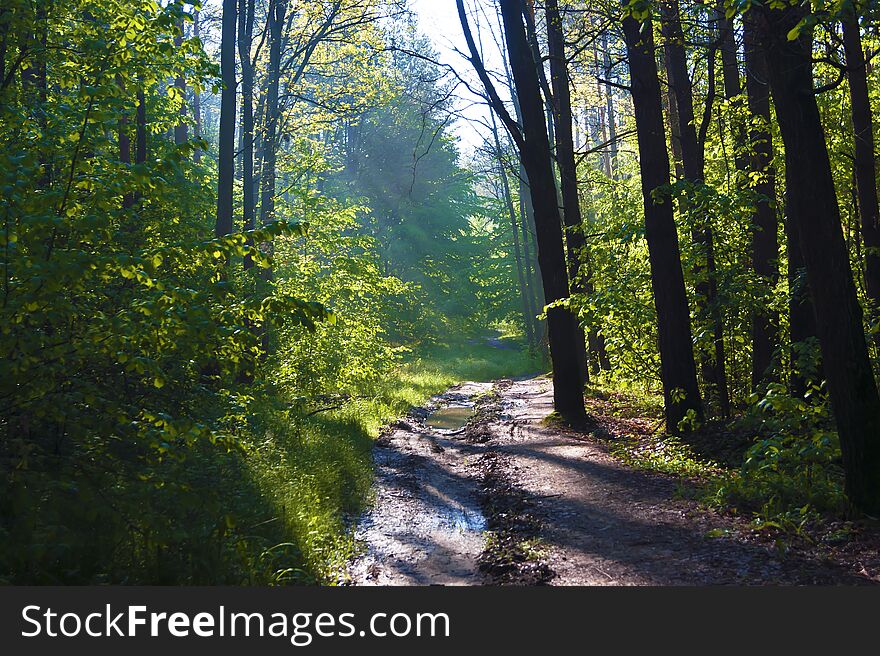 Forest after rain, trees, road and puddles